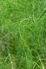 Common fennel