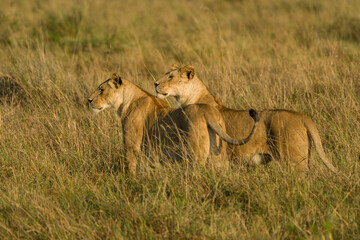 Fototapeta na wymiar Female lions walking (panthera leo) in tall grass, Masai Mara, Kenya, East Africa
