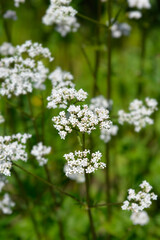 Common valerian