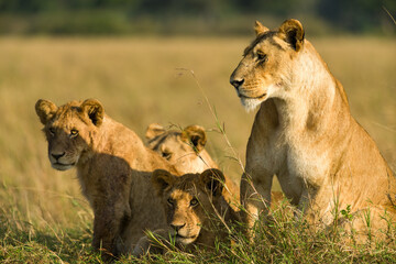 Naklejka premium Family of lions sitting resting in tall grass (panthera leo), Masai Mara National Game Park Reserve, Kenya, East Africa