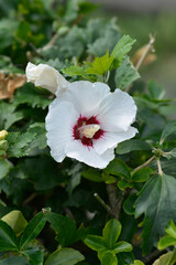 Rose Of Sharon