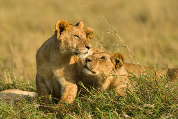 Mother lion (panthera leo) looking at cub whilst resting in tall grass, Masai Mara, Kenya