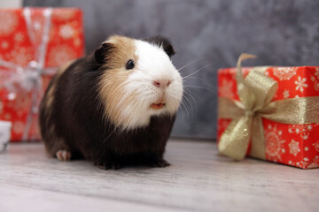 Guinea pig as a amoung red gift for Christmas on the table