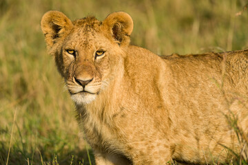 Lion (panthera leo) cub looking at camera, Masai Mara National Game Park Reserve, Kenya, East Africa