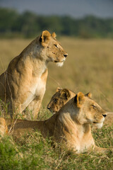 Obraz premium Family of lions sitting resting in tall grass (panthera leo), Masai Mara National Game Park Reserve, Kenya, East Africa