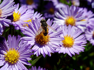 Syrphe abeille mouche butine sur Asters des Alpes, fleurs mauve, France