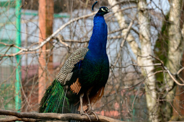 Pavo is a genus of large birds in the Phasianidae family.