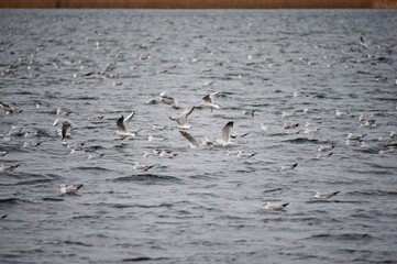 Seagulls on a cold, windy autumn day on the water surface of the river.