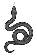 Black snake on a white background. Vector illustration.