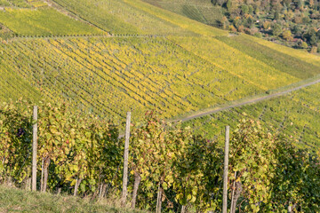 Fototapeta na wymiar rows of vines in vineyards near Rotenberg, Germany