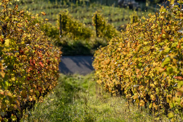 autumn colors feeling betwwen rows of vines in vineyards near Rotenberg, Germany