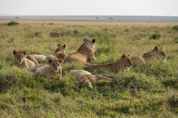 Fototapeta na wymiar Family of lions sitting resting in tall grass (panthera leo), Masai Mara National Game Park Reserve, Kenya, East Africa