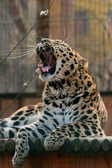 Spotted African leopard, wild and big pussy in the zoo.