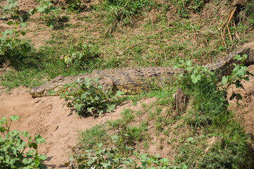 Naklejka na ściany i meble Nile crocodile (Crocodylus niloticus) basking by river, Masai Mara, Kenya