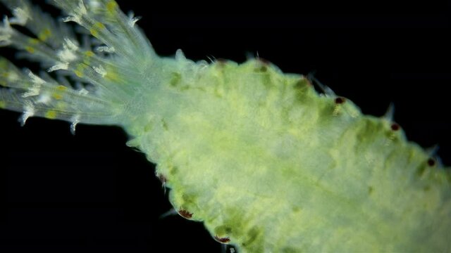 Polychaeta worm, family Sabellidae under a microscope. Filter, lives in a lime tube. Has Radiole tentacles with many cilia. Indian Ocean