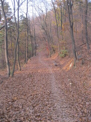 path in autumn forest