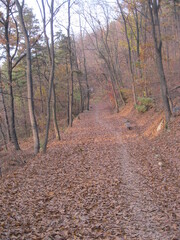 path in autumn forest