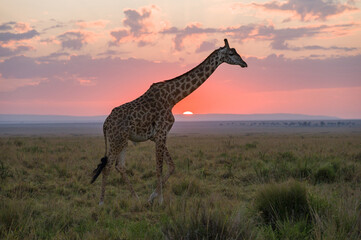 Masai Giraffe (Giraffa camelopardalis tippelskirchi) partially silhouetted by sun at sunrise, Maasai Mara, Kenya
