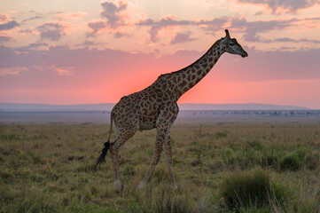 Masai Giraffe (Giraffa camelopardalis tippelskirchi) partially silhouetted by sun at sunrise, Maasai Mara, Kenya