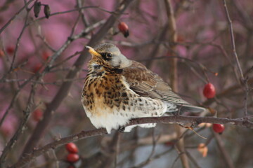 robin on a branch