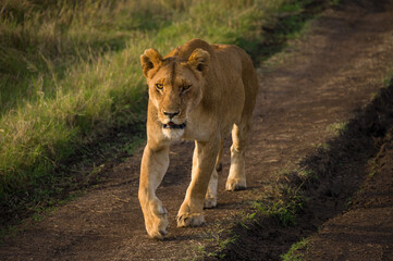 Fototapeta na wymiar Female lion walking (panthera leo), Masai Mara National Game Park Reserve, Kenya, East Africa
