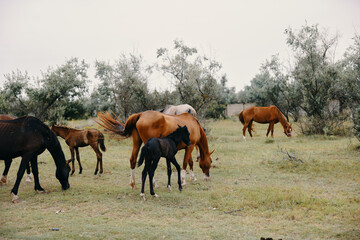 Herd of horses summer field nature landscape