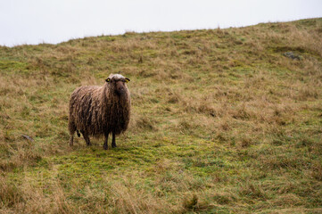 Fototapeta premium Rugged sheep with wet wool on autumn grass. The concept of animal husbandry.