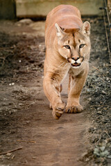 Cougar, a beautiful predator and a resident of the zoo, a dangerous animal.