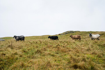 Sheep are grazing on autumn grass. The concept of animal husbandry.