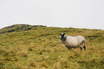 Rugged sheep with wet wool on autumn grass. The concept of animal husbandry.