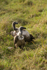 Pair of White-backed vulture (Gyps africanus) standing on grassland, Masai Mara, Kenya