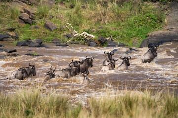 A herd of blue wildebeest (Connochaetes taurinus mearnsi) crossing a river during migration, Masai Mara, Kenya