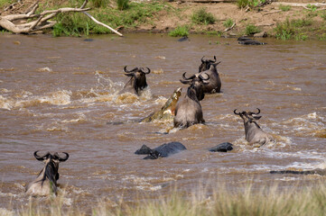 Nile crocodile (Crocodylus niloticus) attacks a herd of blue wildebeest (Connochaetes taurinus mearnsi) crossing river during migration, Masai Mara, Kenya