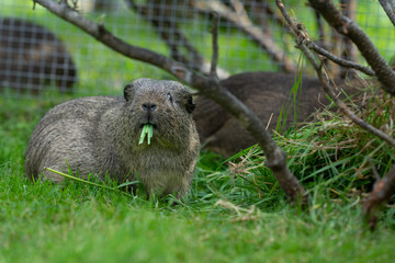 Meerschweinchen im Garten