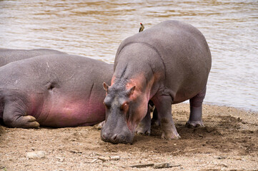 Hippo pod by river water (Hippopotamus amphibius), Maasai Mara, Kenya