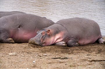 Hippo pod by river water (Hippopotamus amphibius), Maasai Mara, Kenya