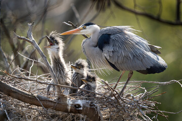 Grey heron on the nest. Heron feed the chicks. Bird watching in Europe. 