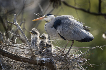 Grey heron on the nest. Heron feed the chicks. Bird watching in Europe. 