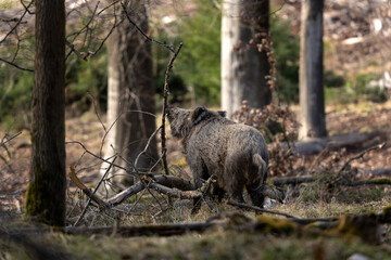 Wild boar in the forest. Boar during day. Spring in the european wood.  