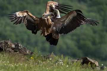 Tuinposter Griffon vulture searching for food. Vultures moving in the Bulgarian mountains. Scavengers near the carcass. Wildlife in Rhodope mountains. © prochym