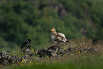 Egyptian vulture searching for food. Vultures moving in the Bulgarian mountains. Scavengers near the carcass. Wildlife in Rhodope mountains.