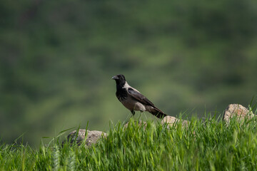 Hooded crow searching for food. Crow moving in the Bulgarian mountains.  Wildlife in Rhodope mountains.