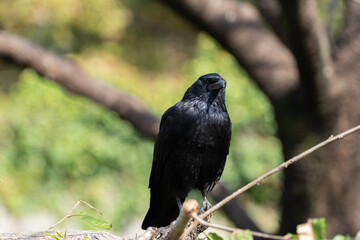 カラス