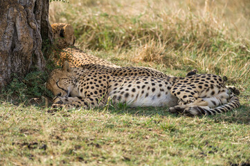 Cheetahs (Acinonyx jubatus) resting in shade of tree, Masai Mara National Game Park Reserve, Kenya, East Africa