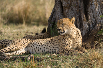 Cheetahs (Acinonyx jubatus) resting in shade of tree, Masai Mara National Game Park Reserve, Kenya, East Africa