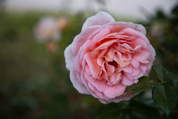 Lovely pink roses in a flower bed. Spring plants.	