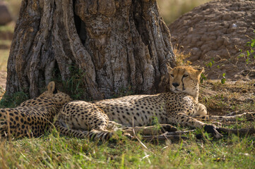 Cheetahs (Acinonyx jubatus) resting in shade of tree, Masai Mara National Game Park Reserve, Kenya, East Africa