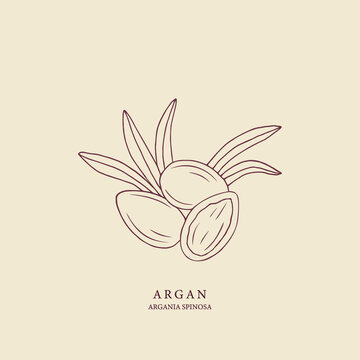 Hand drawn argan illustration. Botanical design for organic cosmetics, medicine