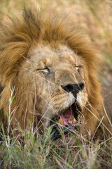 Male lion resting (panthera leo), Masai Mara National Game Park Reserve, Kenya, East Africa
