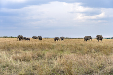 Fototapeta na wymiar Herd of African Bush Elephants Walking Through High Grass (Loxodonta Africana), Maasai Mara National Reserve, Kenya, East Africa
